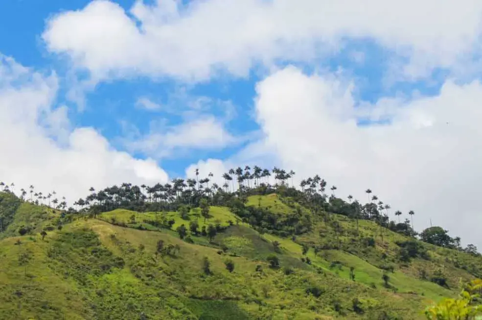 Toche Ibagué